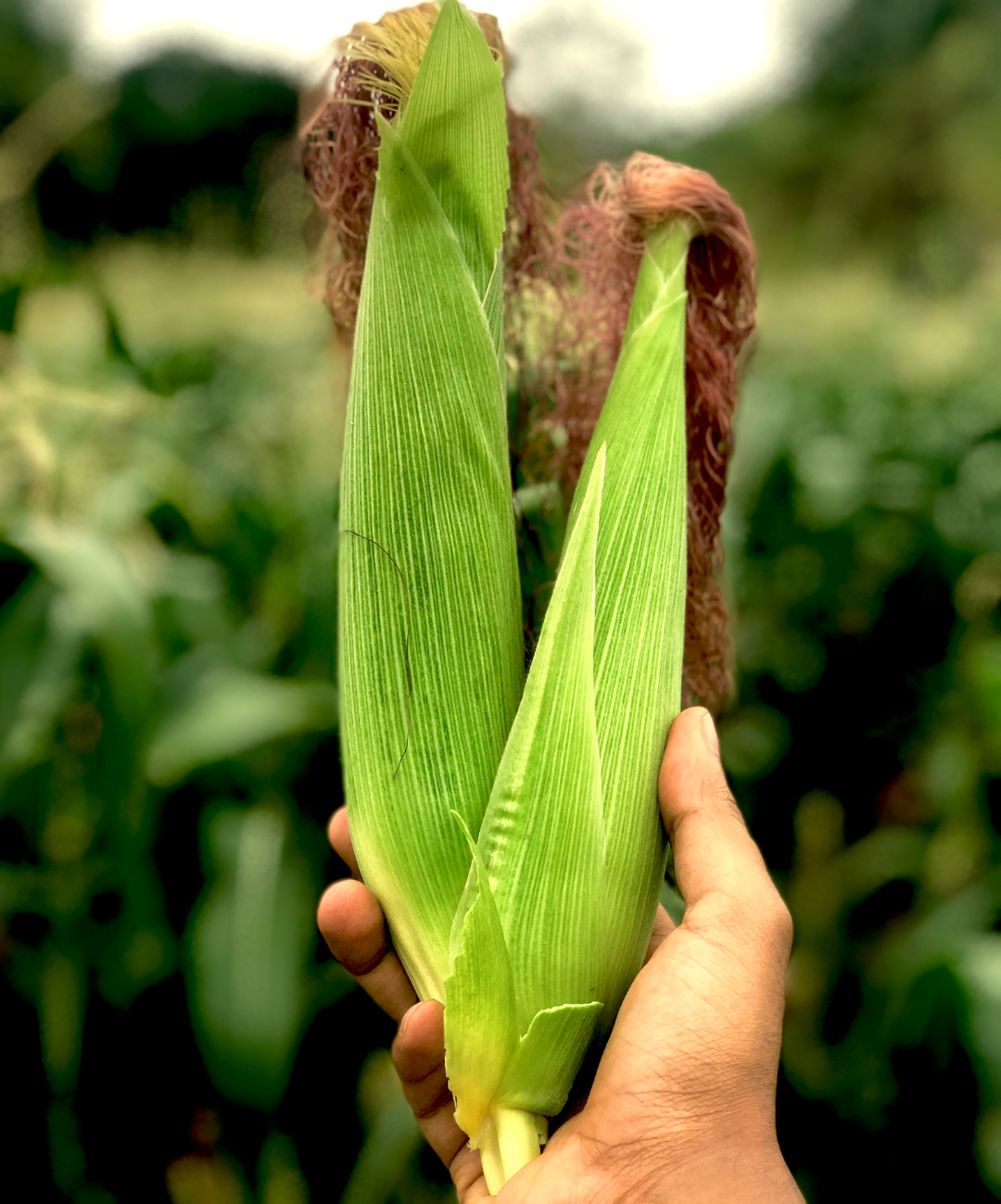 It’s Corn! 10 Unconventional Ways to Utilize Fresh Local Corn