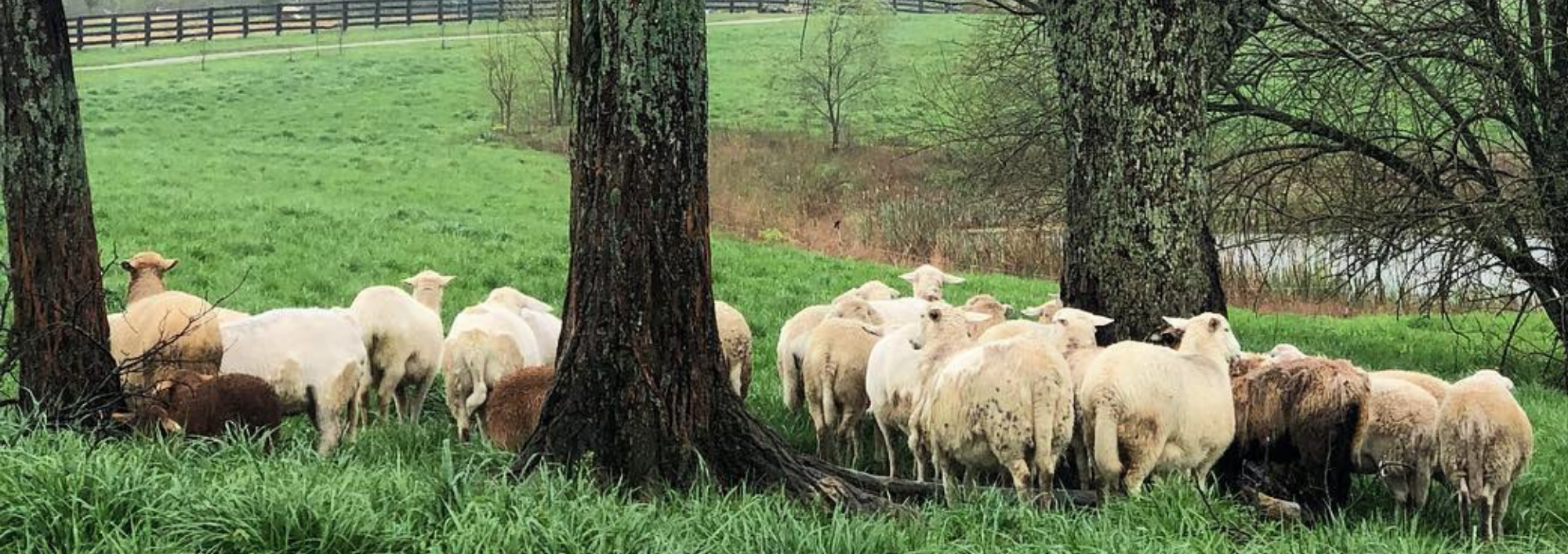 Freedom Run Farm Lamb: From Pasture to Plate