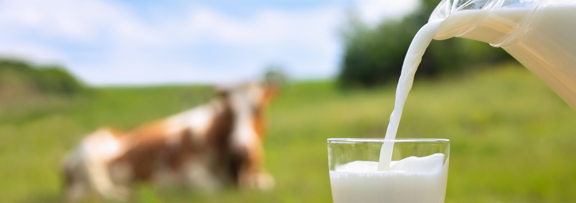 Udderly AMOOsing and EGGstraordinary Dairy Facts & Tips with Dairy Direct